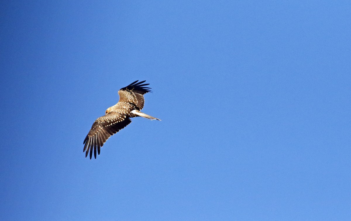 Whistling Kite - ML359689171