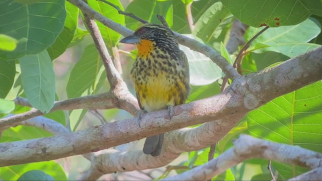 Gilded Barbet - ML359689941