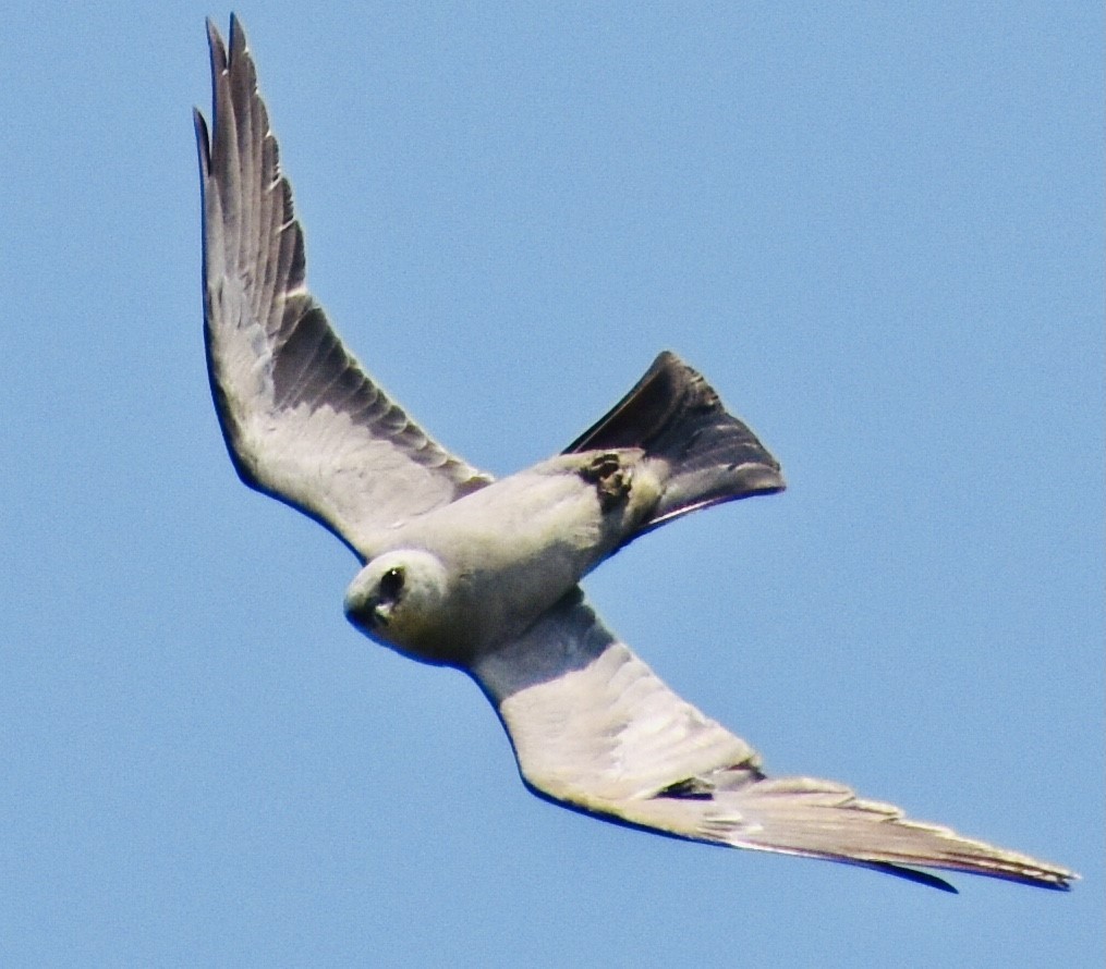 Mississippi Kite - ML359690951