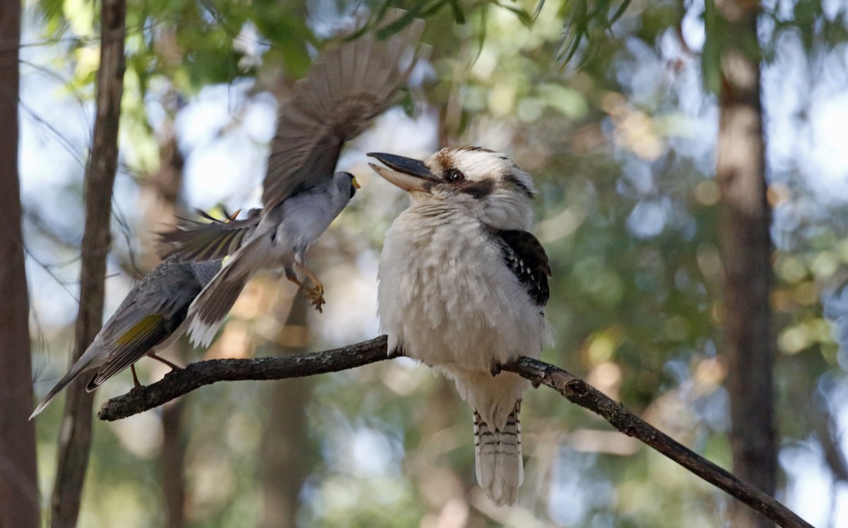 Laughing Kookaburra - ML359691521