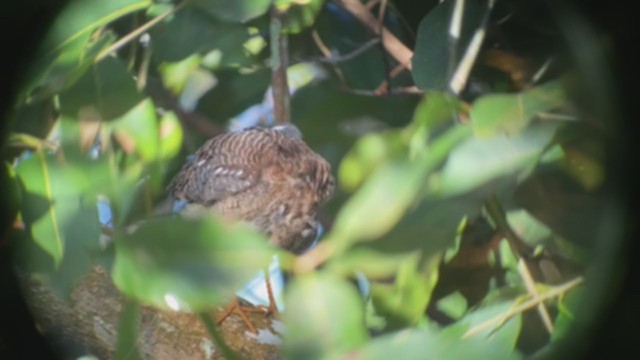 Sunbittern - ML359692091