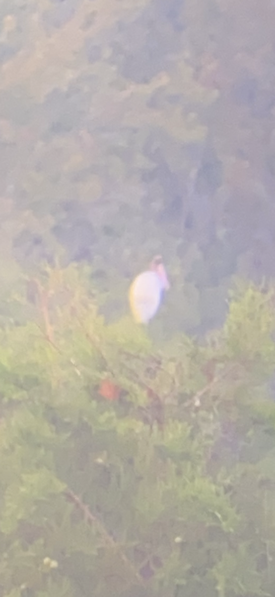 Wood Stork - ML359692471