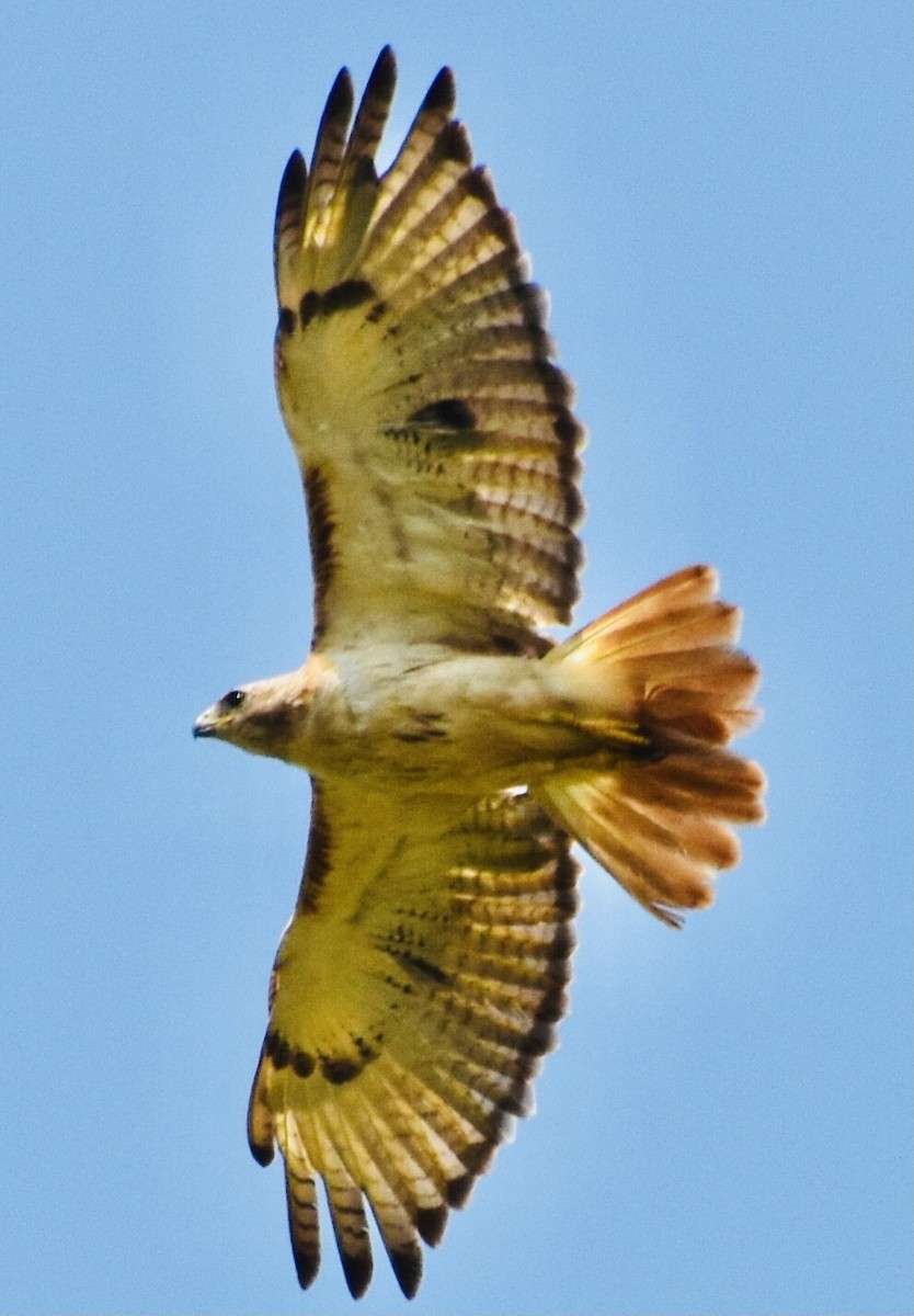 Red-tailed Hawk - Jason C. Martin