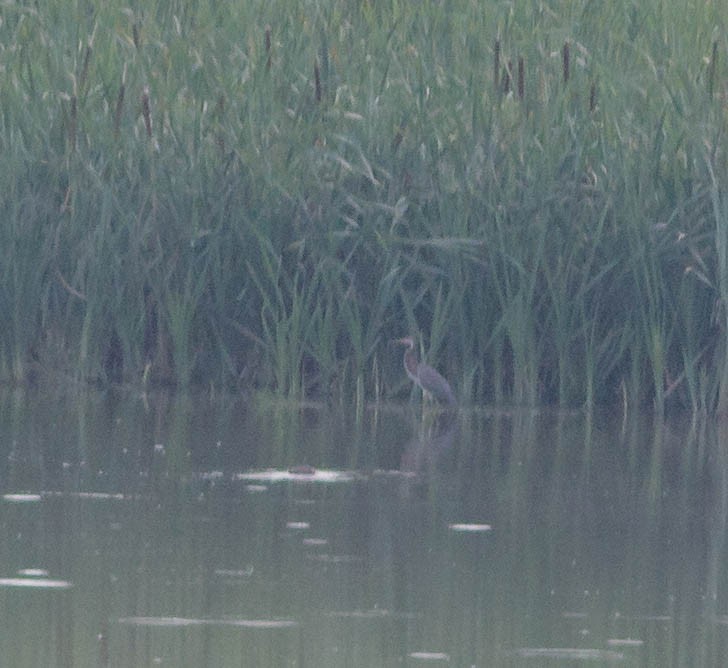 Tricolored Heron - ML359693891