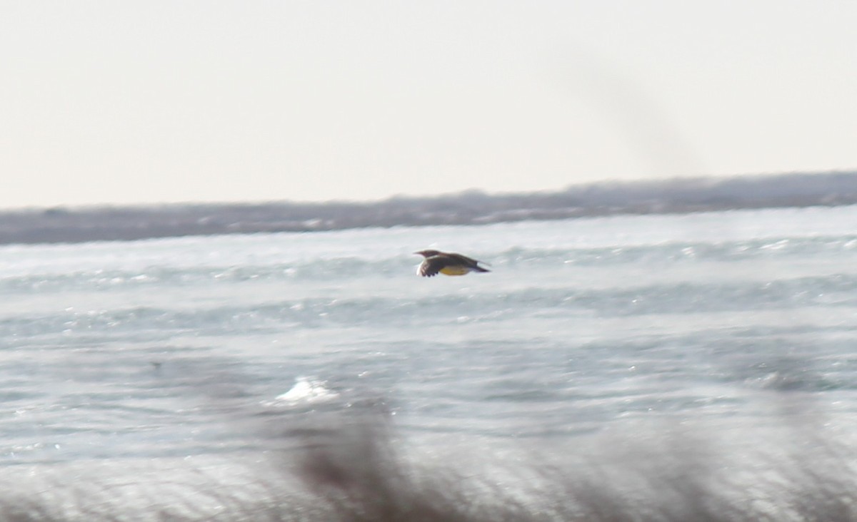 Eastern Meadowlark - ML35969391