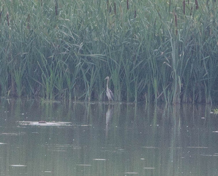 Tricolored Heron - ML359693911