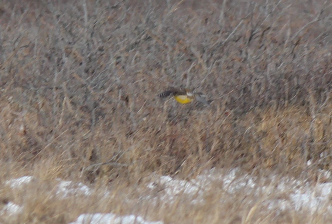 Eastern Meadowlark - ML35969401