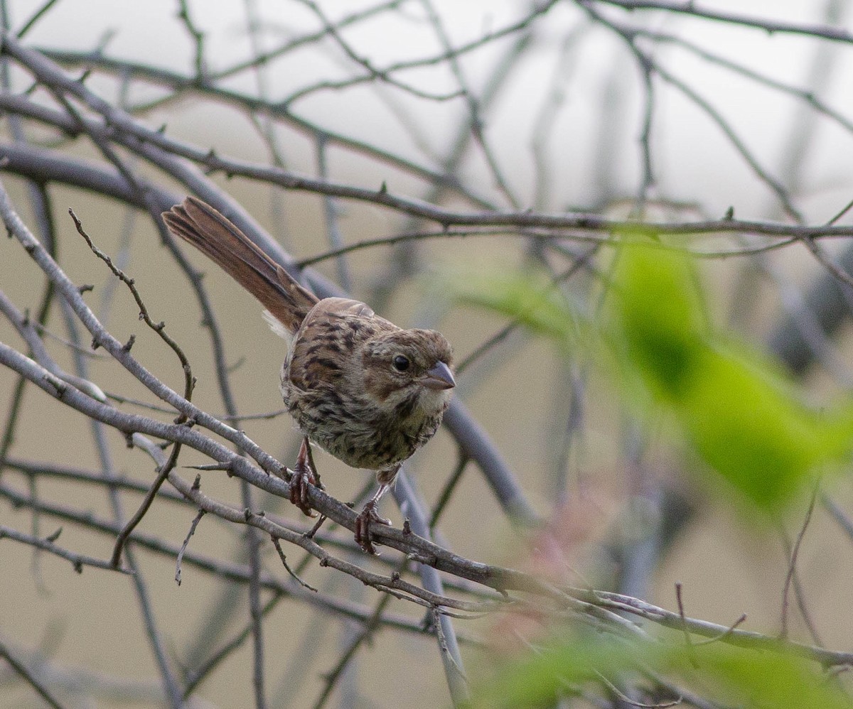 Song Sparrow - ML359694211
