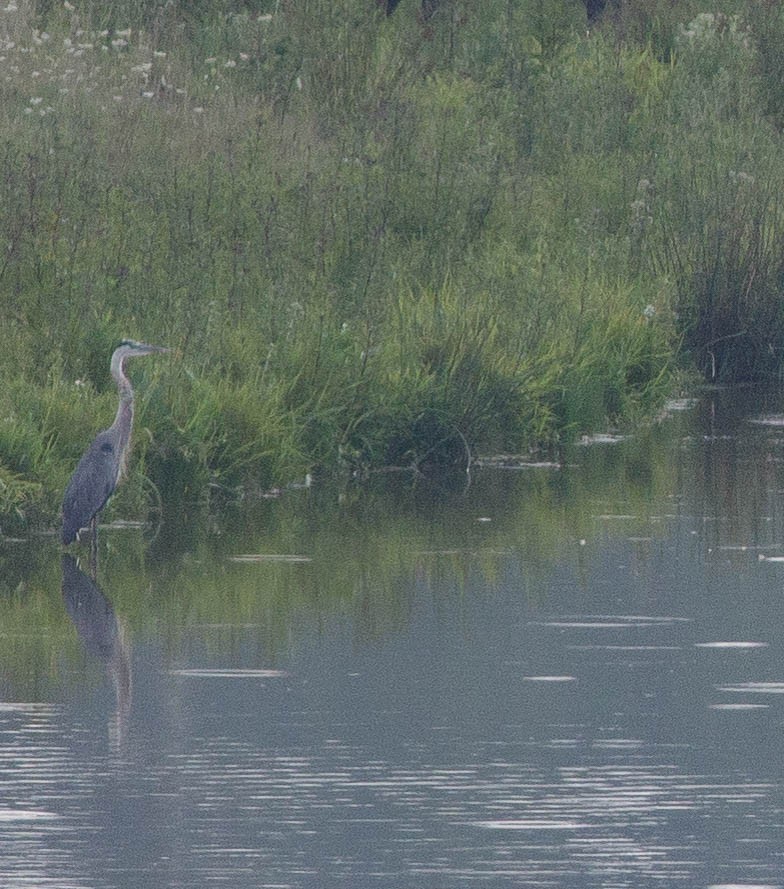 Great Blue Heron - ML359694821