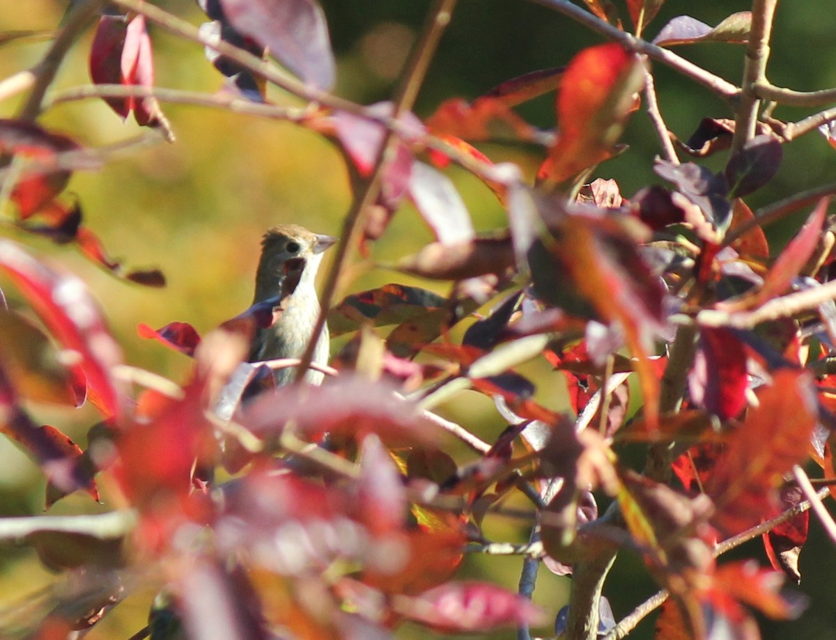 Indigo Bunting - benny albro