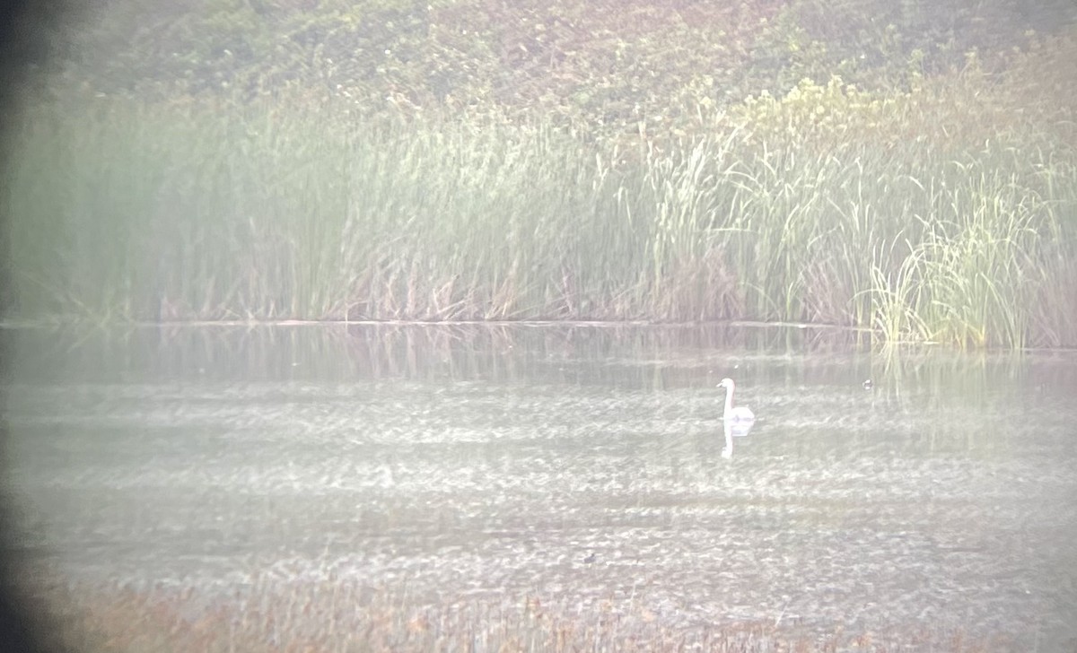 Mute Swan - ML359697041