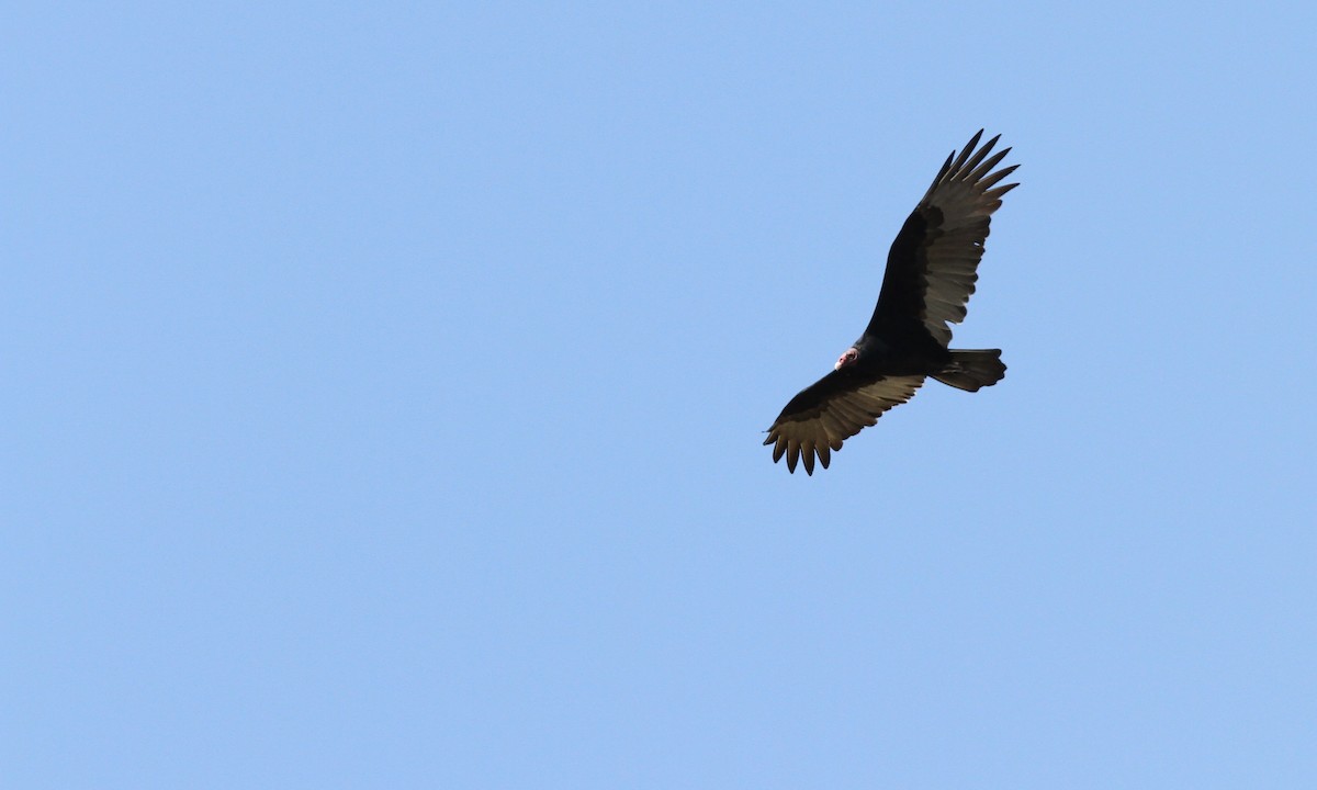 Turkey Vulture - ML35969951
