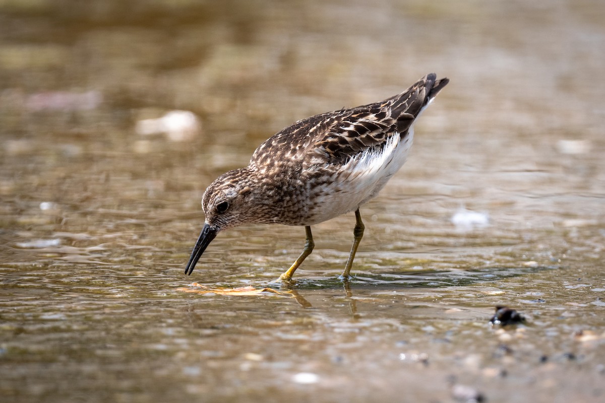 Least Sandpiper - ML359699731