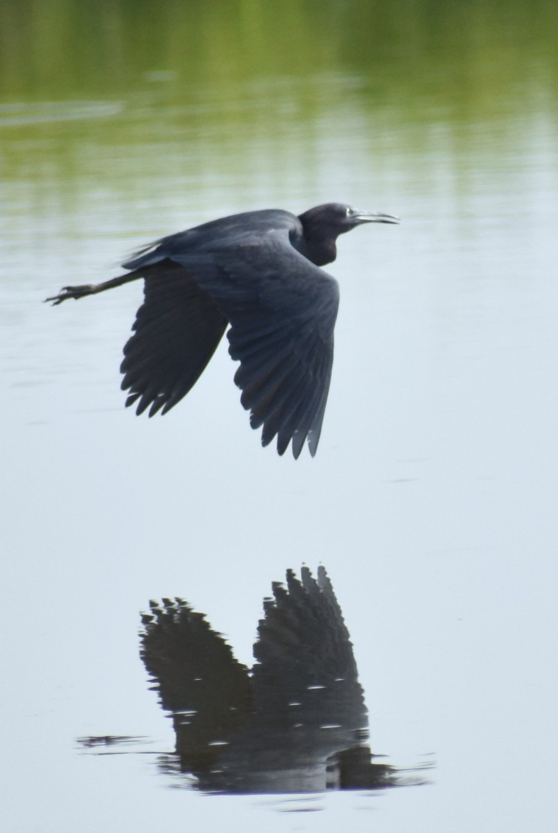 Little Blue Heron - Claire H