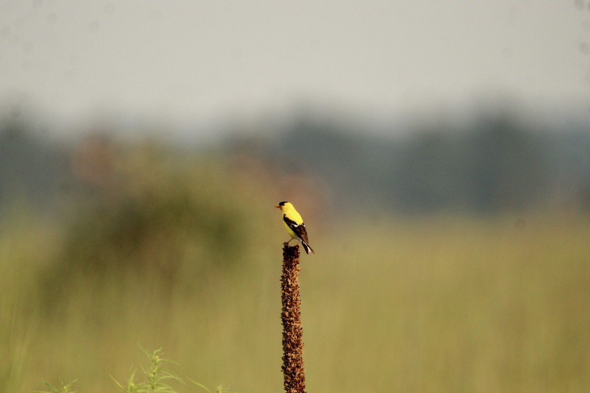 American Goldfinch - Corey Wagner