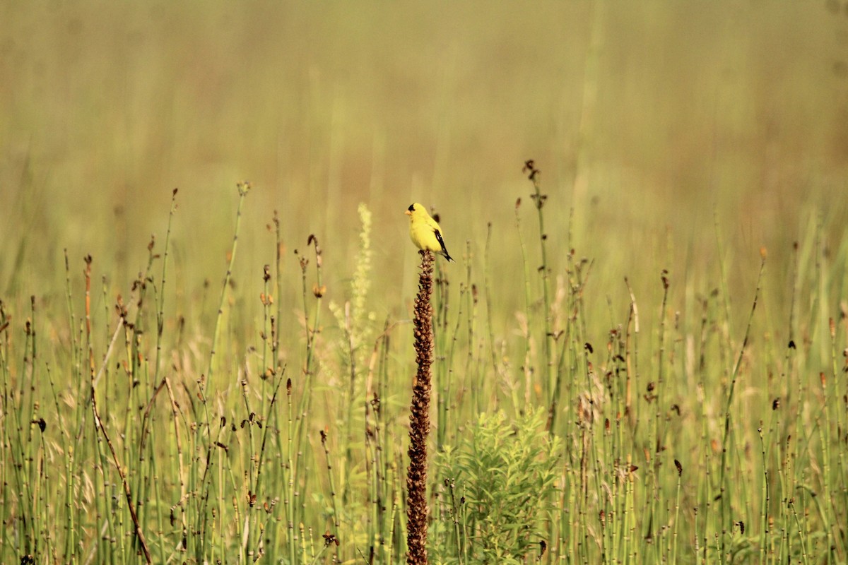 American Goldfinch - ML359701051