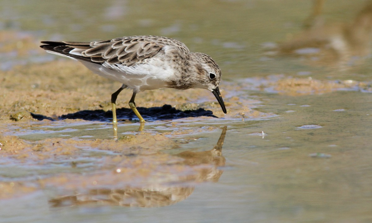 Least Sandpiper - Sean Fitzgerald