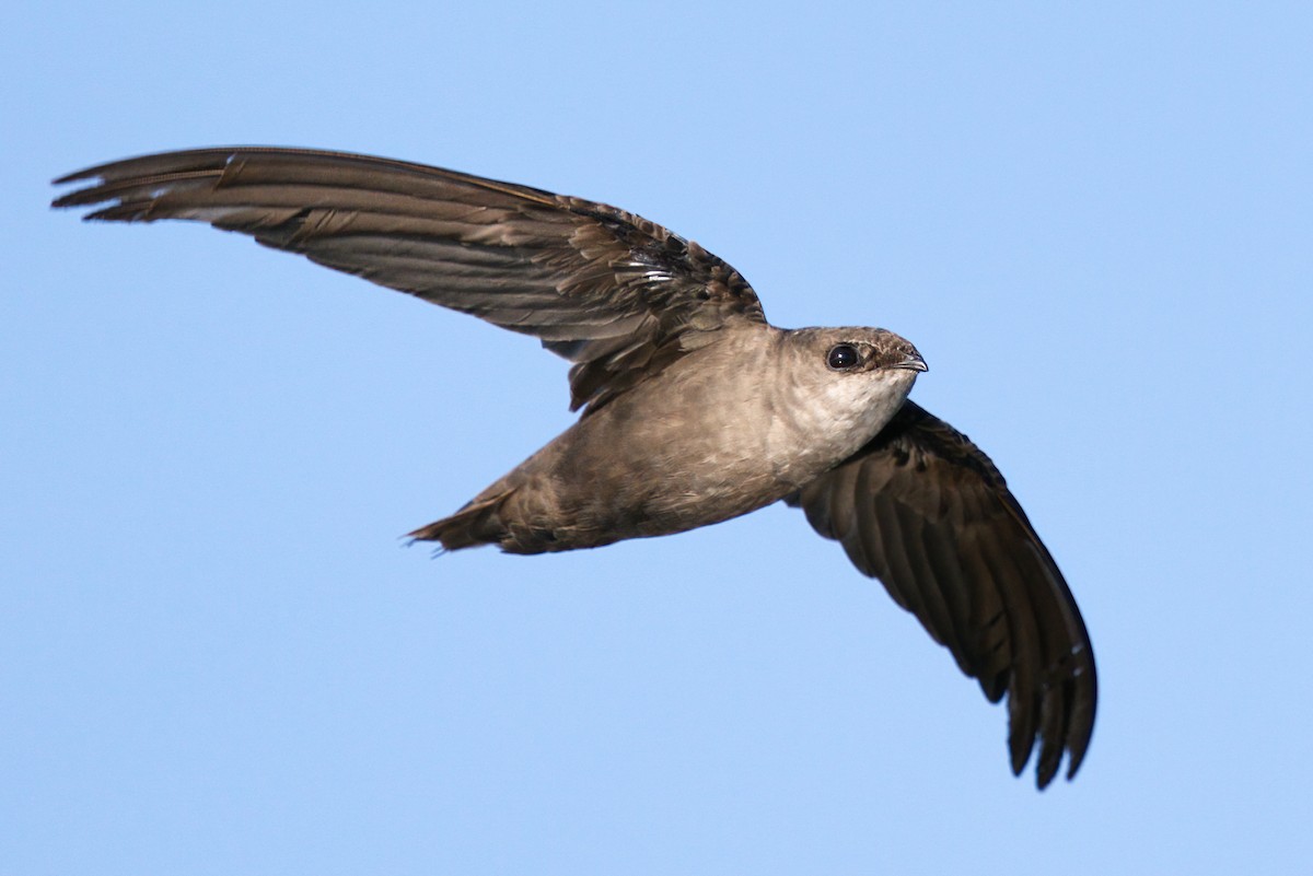 Chimney Swift - Peter F