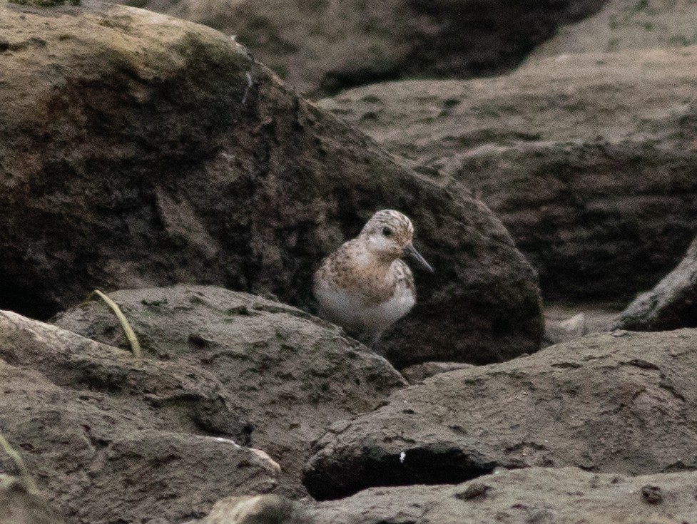 Sanderling - ML359702411