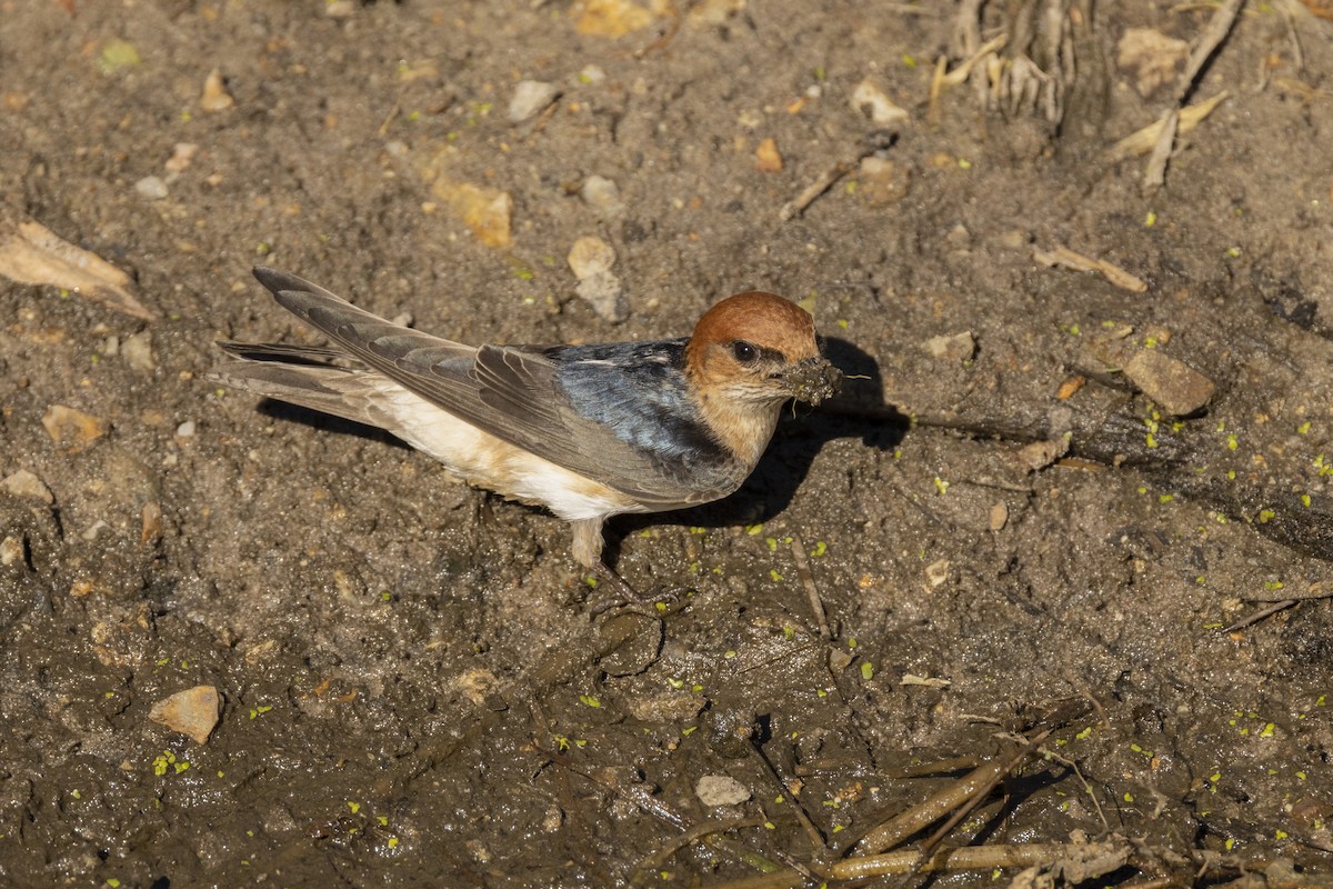 Golondrina Ariel - ML359703351