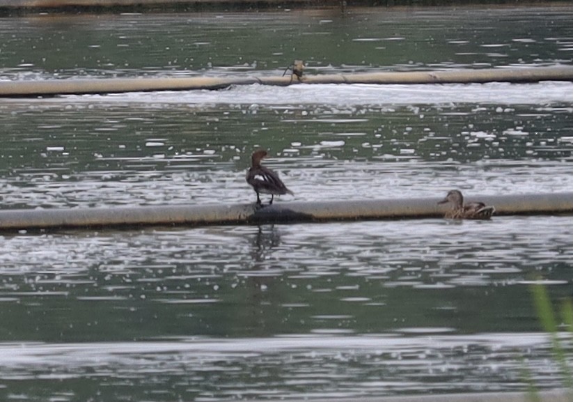 Hooded Merganser - ML359703741