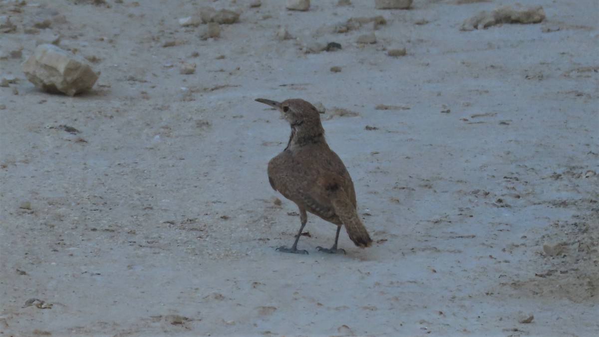 Rock Wren - ML359703861