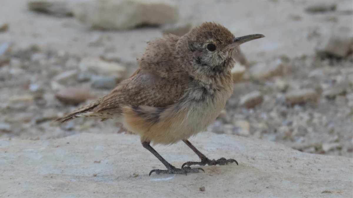 Rock Wren - ML359703891