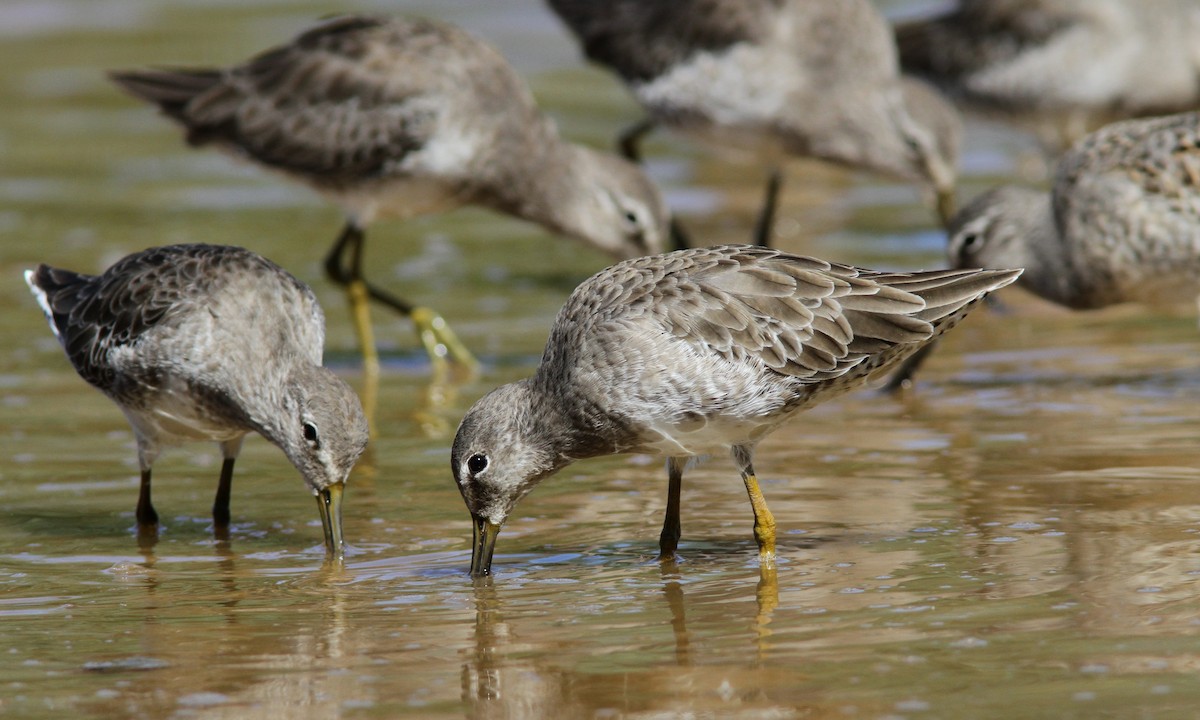 Long-billed Dowitcher - Sean Fitzgerald