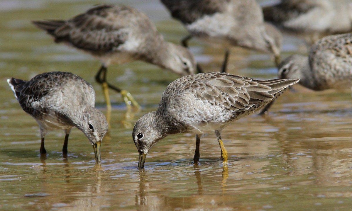 Long-billed Dowitcher - ML35970391
