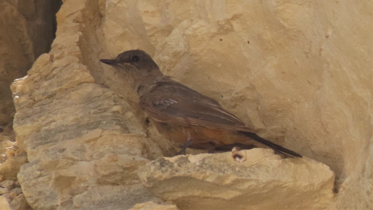 Say's Phoebe - ML359703911