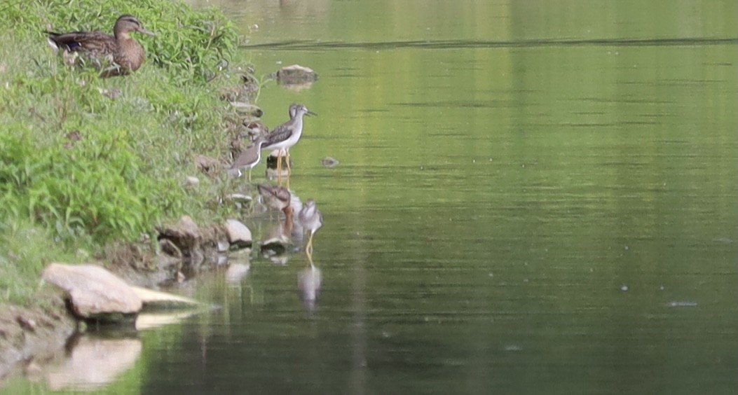 Lesser Yellowlegs - ML359703931