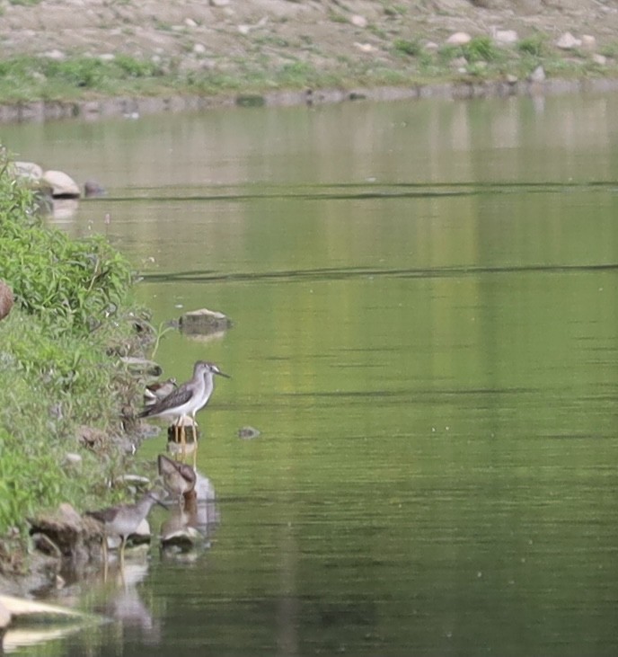 Lesser Yellowlegs - ML359703941