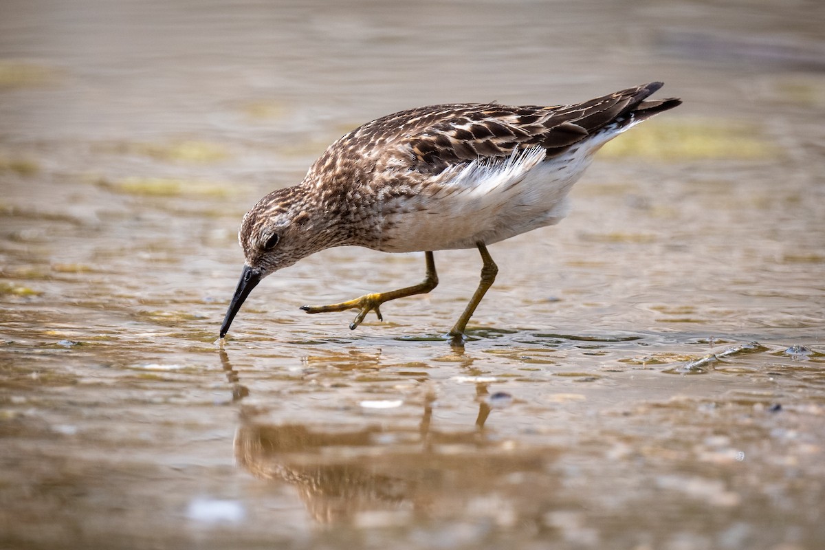 Least Sandpiper - ML359703971