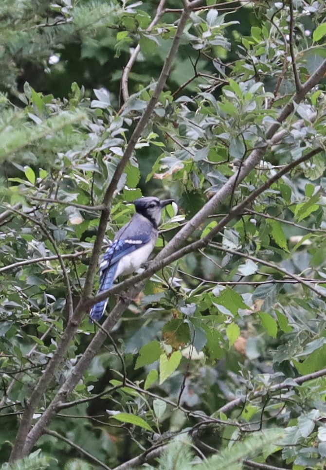 Blue Jay - ML359704011