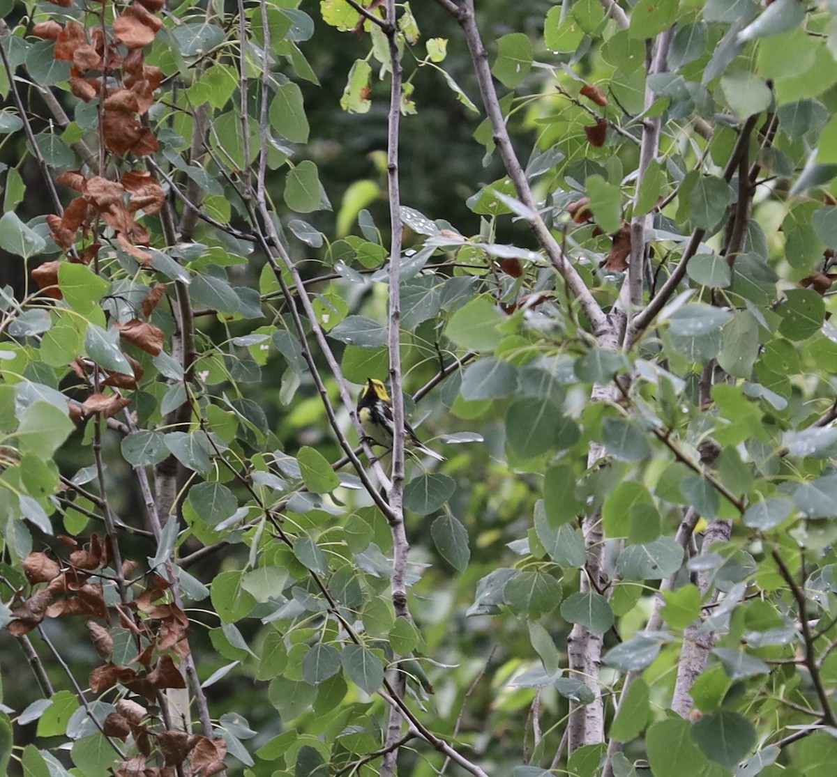 Black-throated Green Warbler - ML359704131