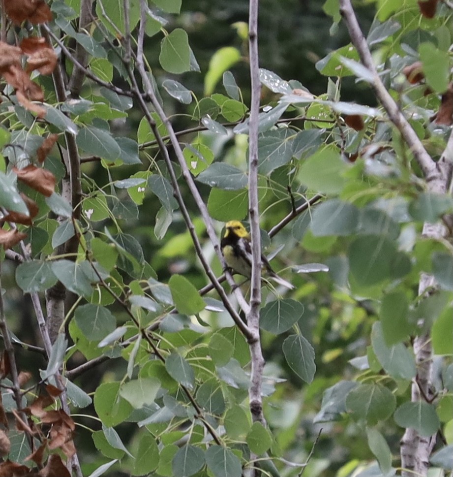 Black-throated Green Warbler - ML359704141