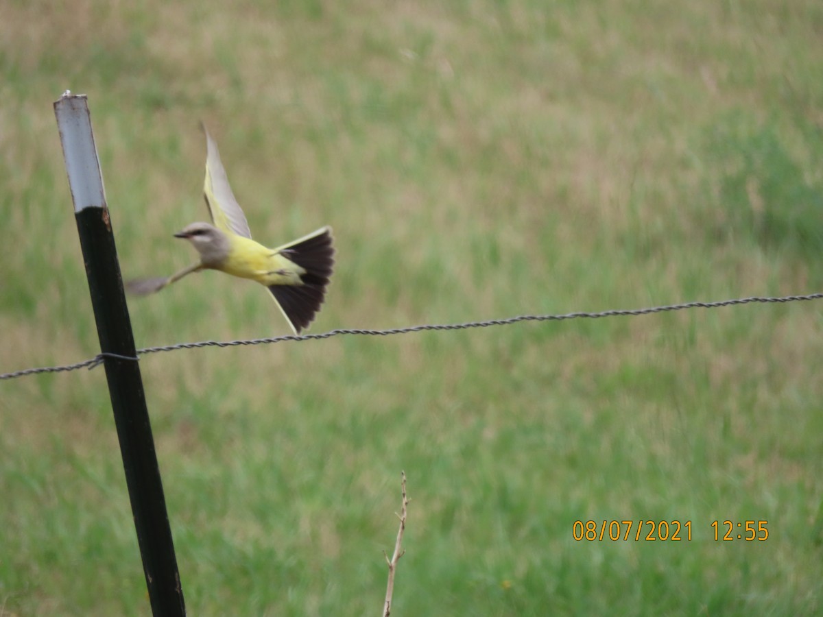 Western Kingbird - ML359704591