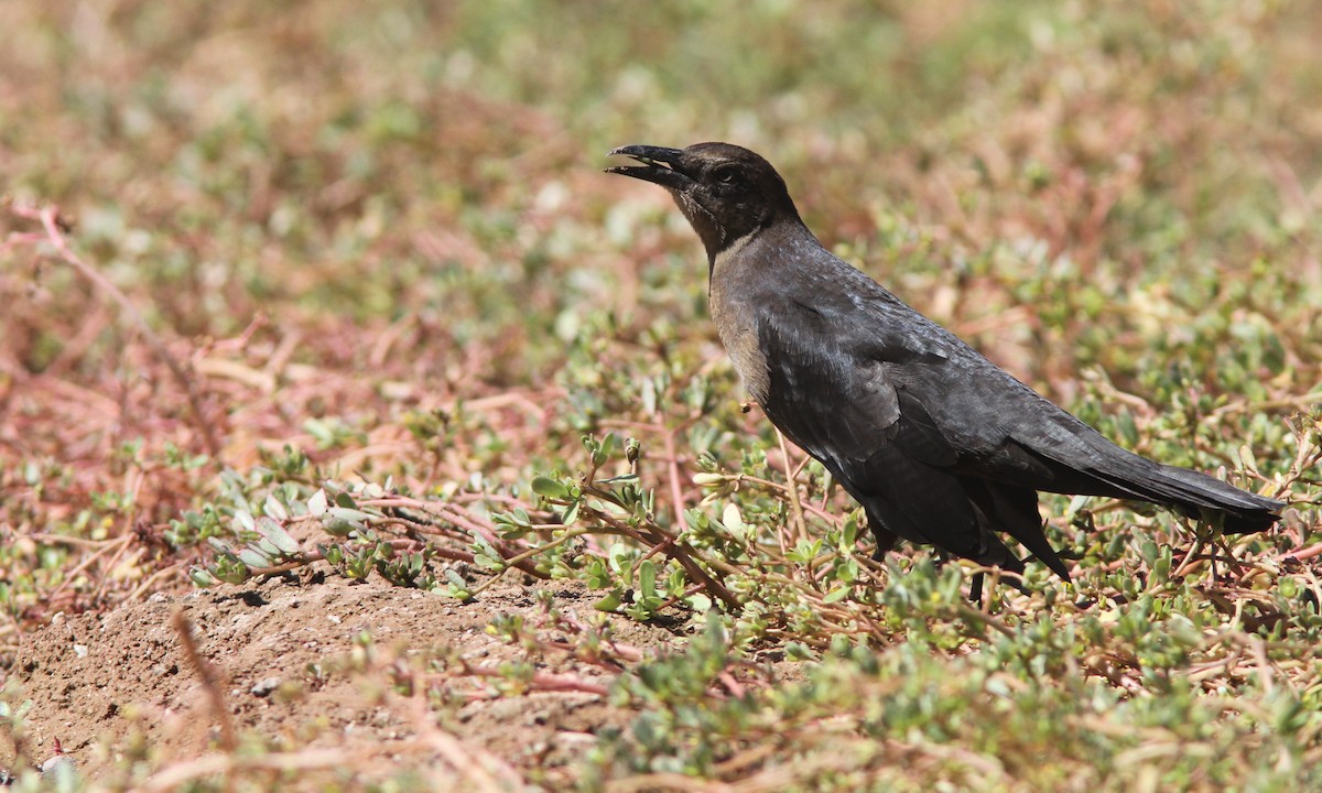 Great-tailed Grackle - ML35970461