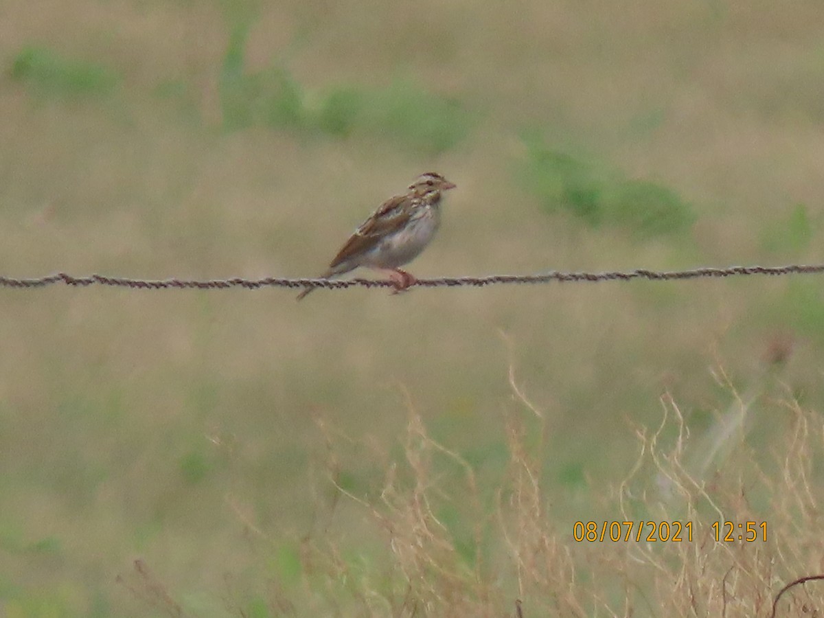 Clay-colored Sparrow - ML359704731