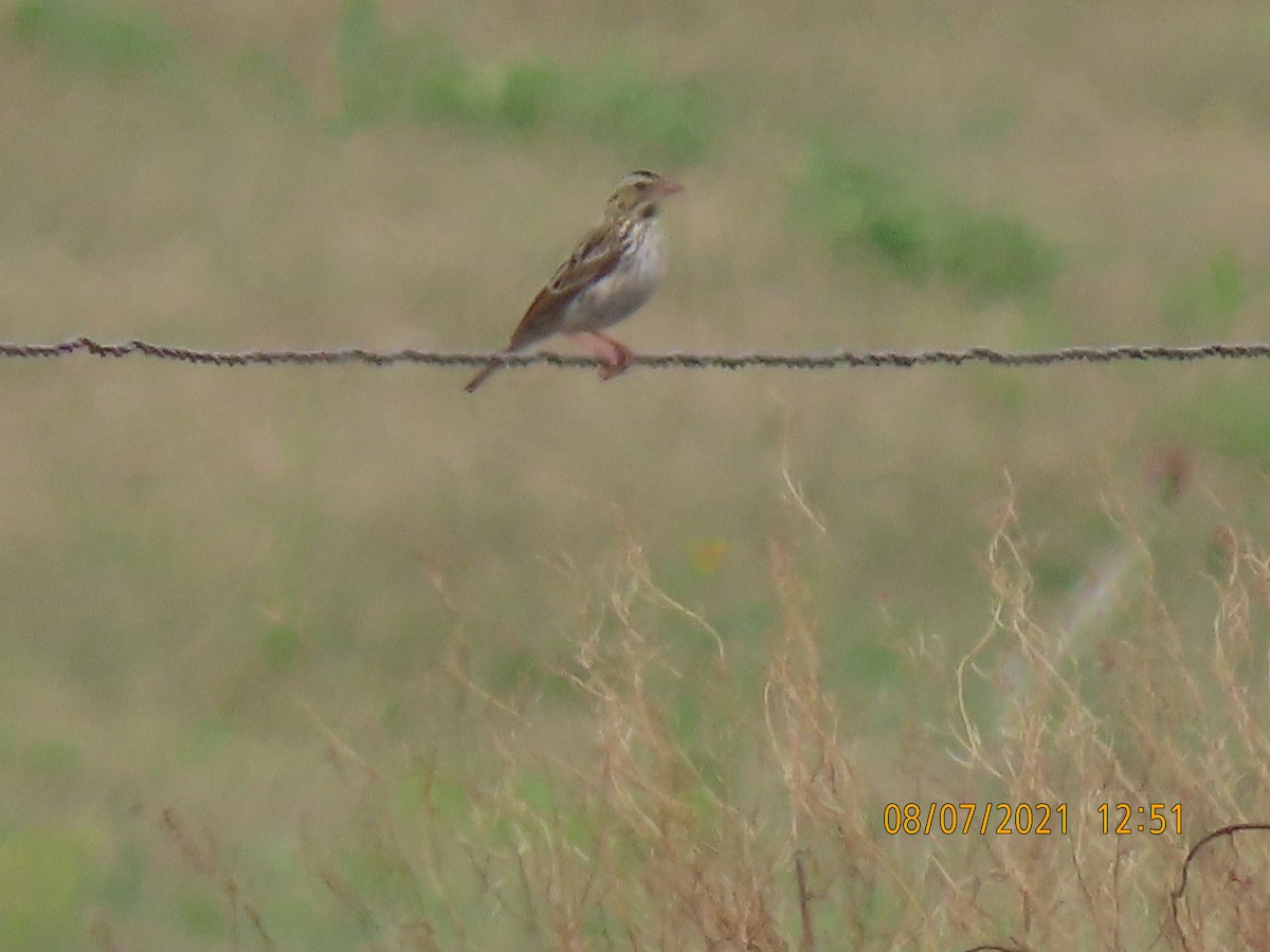 Clay-colored Sparrow - ML359704781