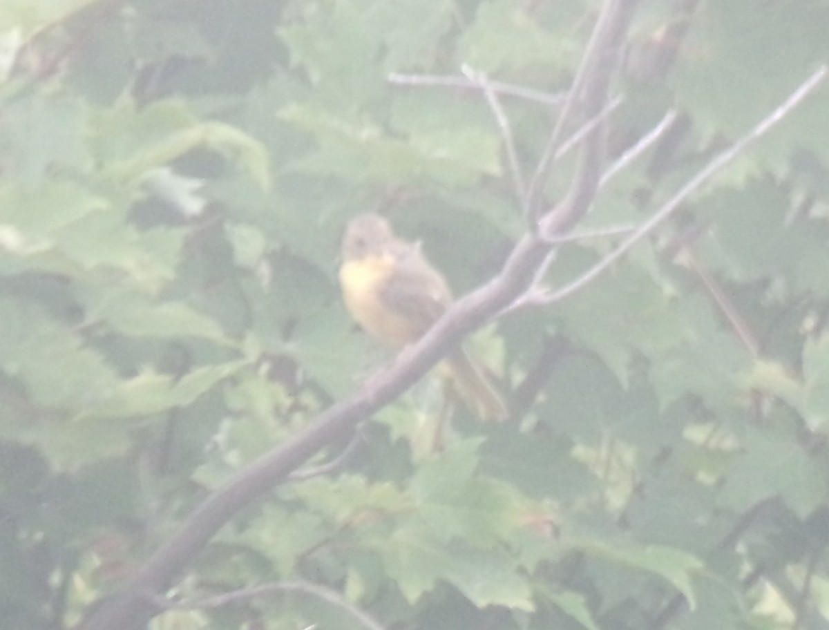 Common Yellowthroat - ML359705301