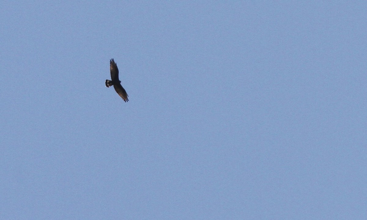Zone-tailed Hawk - ML35970591
