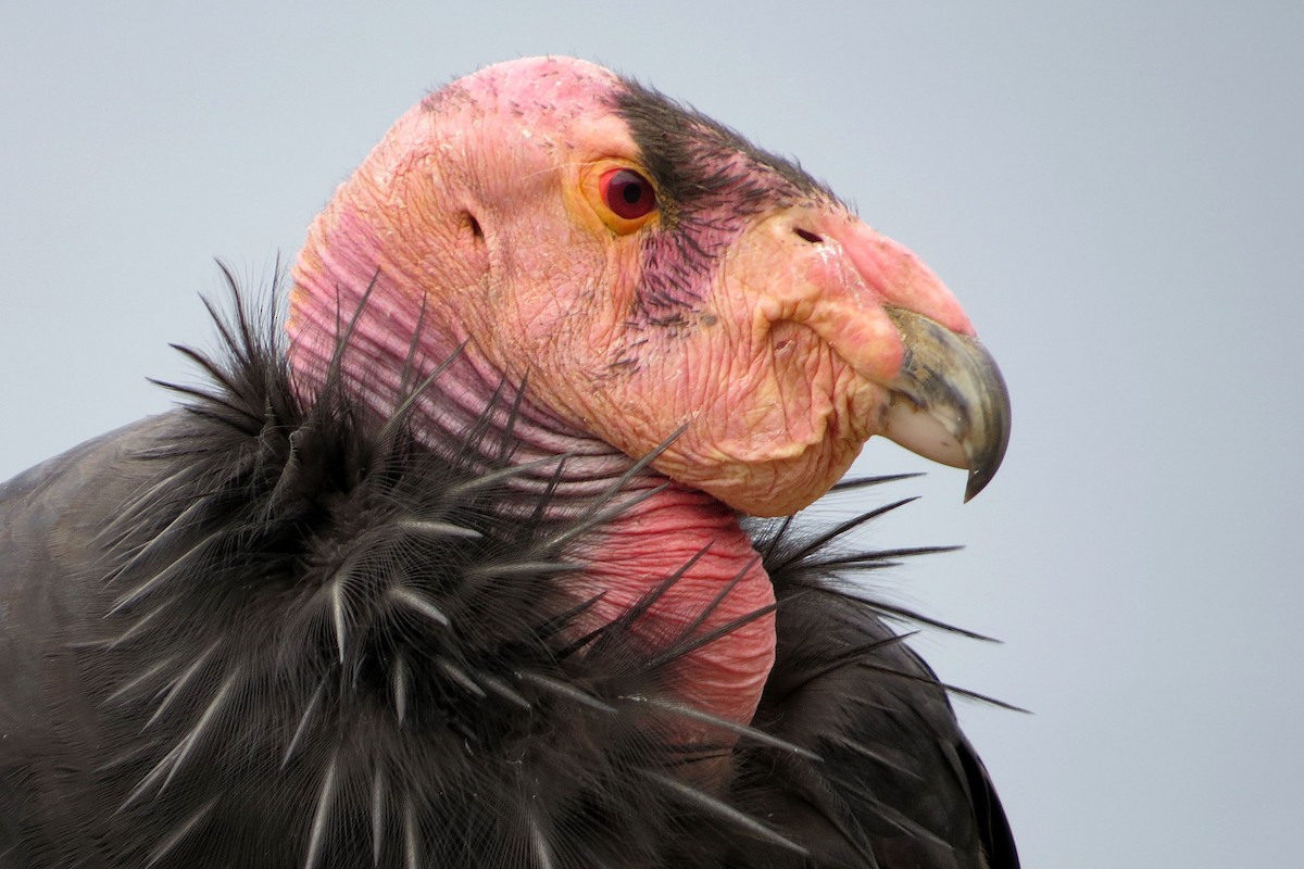 California Condor - ML35970611