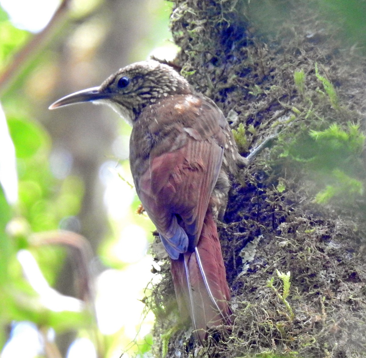 Spot-crowned Woodcreeper - ML359706531