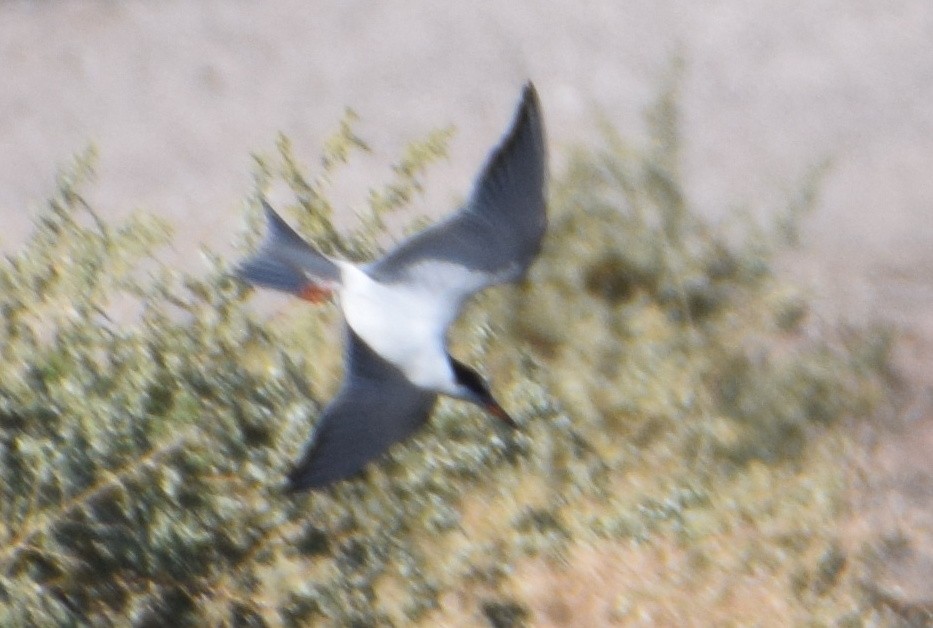 Common Tern - Missy McAllister Kerr