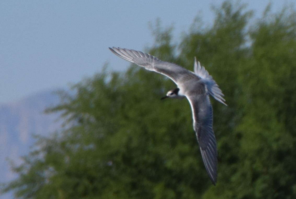 Common Tern - Missy McAllister Kerr