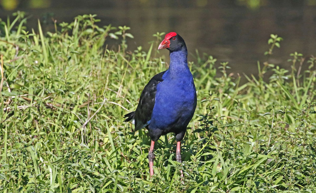 Australasian Swamphen - ML359712791