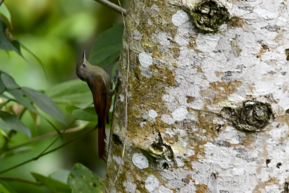 Olivaceous Woodcreeper - ML359712831