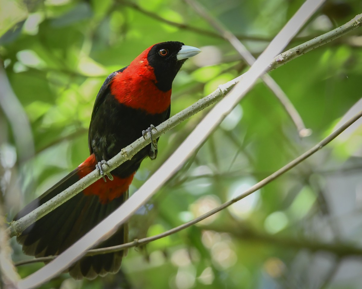 Crimson-collared Tanager - ML359713101