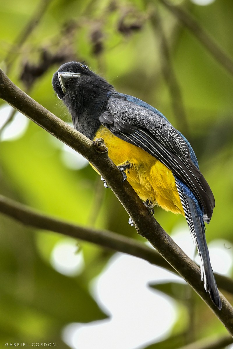 Gartered Trogon - Gabriel Cordón